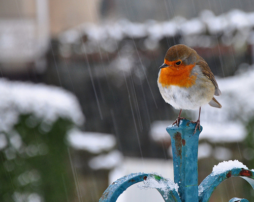 Christmas Robin (by wilkie,j (Tired of Contacts who dont comment ))